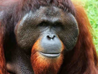 qué comen los orangutanes