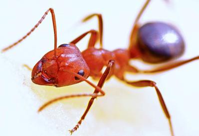Que comen las hormigas