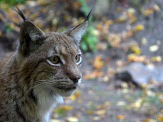 qué come el lince